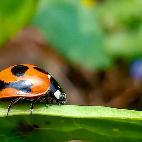 Tiny macro world