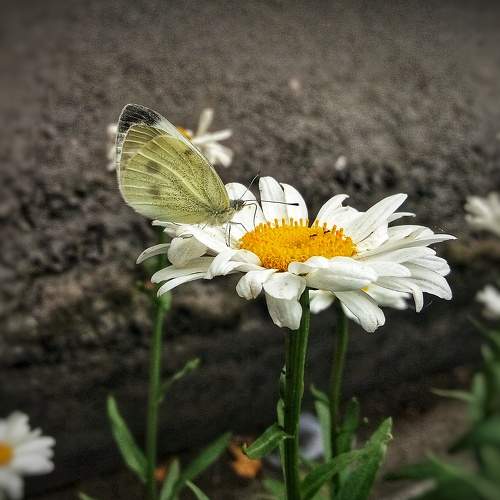 Photo #8928222