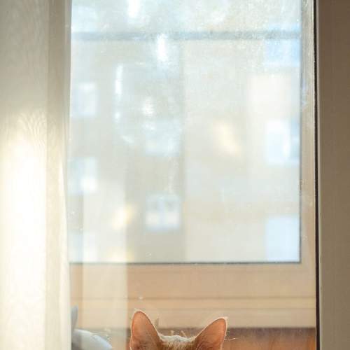 Photo #8929824