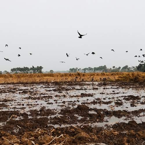 flying crows in the field