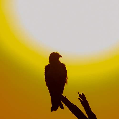 BRAHMINY KITE AND THE SUN