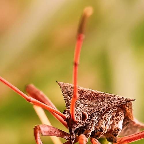 Shield Bug