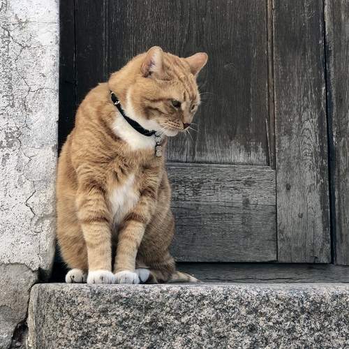 Photo #8932052