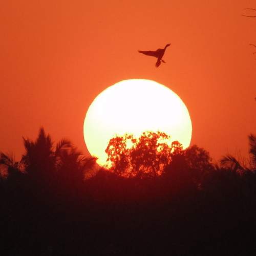 Happy bird