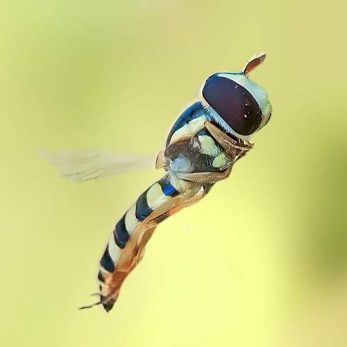macro