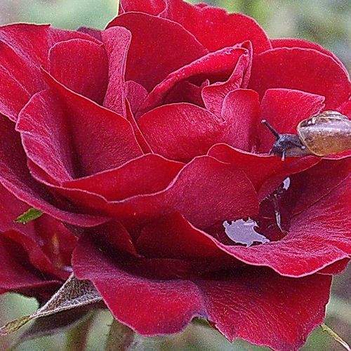 Photo #8934229