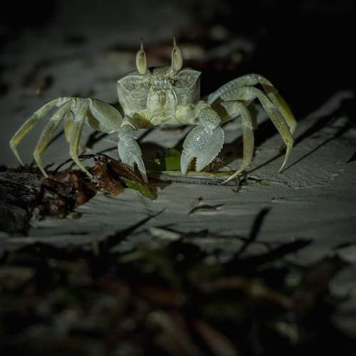 Night Walker at Zanzibar