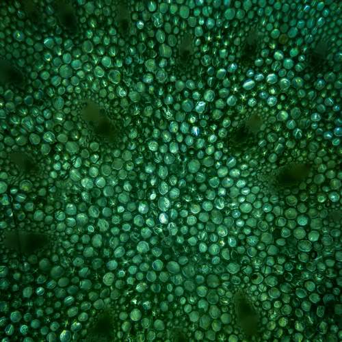 Green Diamonds