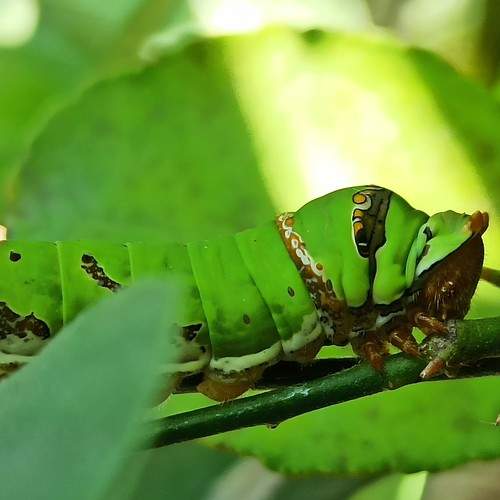 Photo #8935630