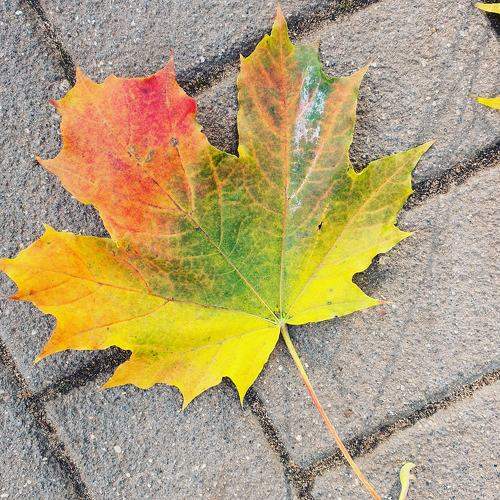 All the colors of autumn