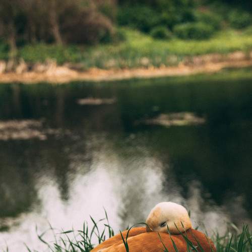 Photo #8936085