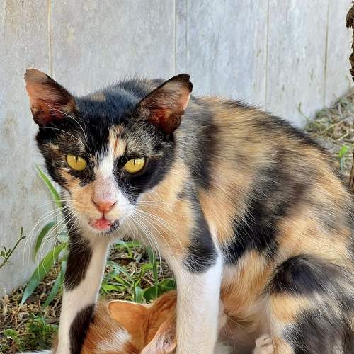 Photo #8936229