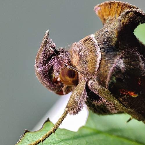 Photo #8936367
