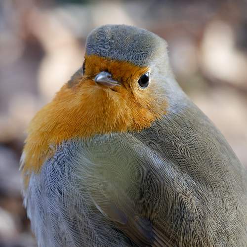 Round Robin