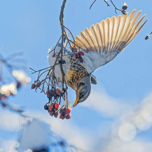 Determined Fieldfare