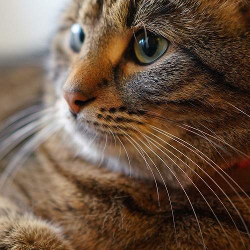 Photo #8939168