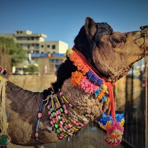 Camel's life