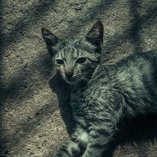 Photo #8941319