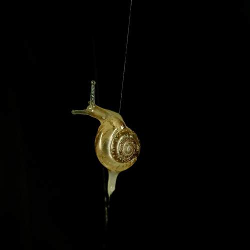 Snail walking on a spider's web.