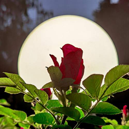 Photo #8941972