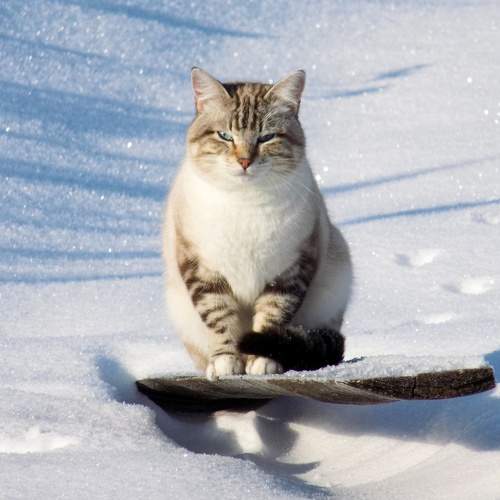 Photo #8942748