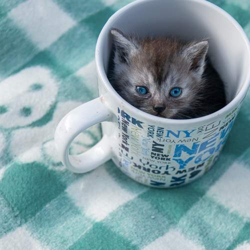 Photo #8943786