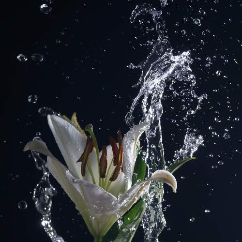 Photo #8944043