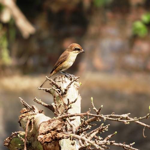 ID: Brown Shrike Bird