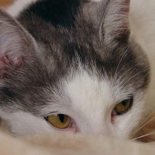 Photo #8945833