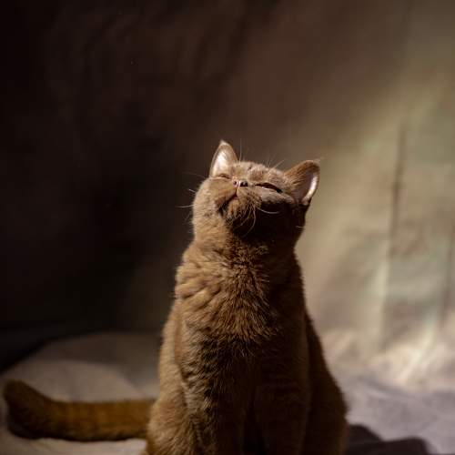 Коты и кошки.