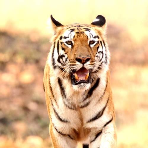 Photo #8946767