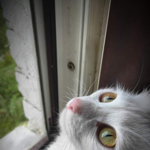 Photo #8947412