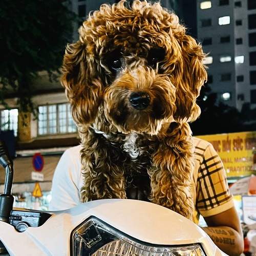 Фотография #8947414