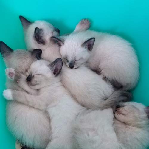 Photo #8947824