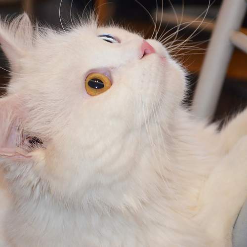 Photo #8948180