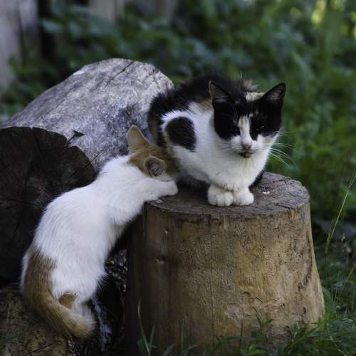 Photo #8949154