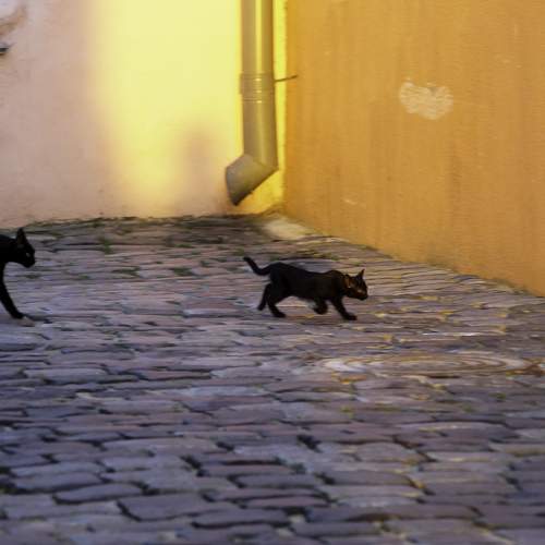 Photo #8949388