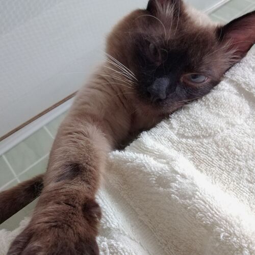 Photo #8950163