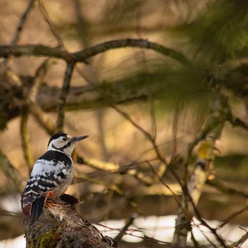 Photo #8951509