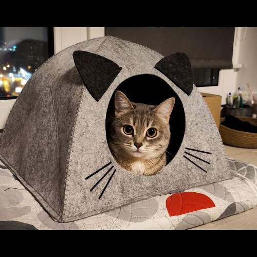Photo #8952626