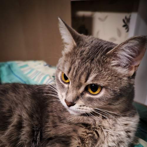 Photo #8952632