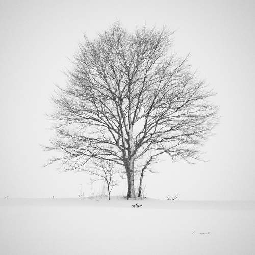 Lone Tree