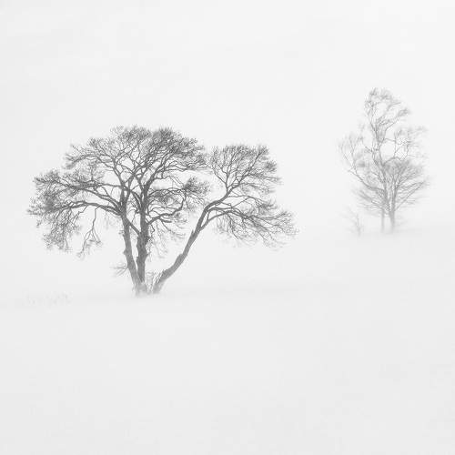 Lone Trees