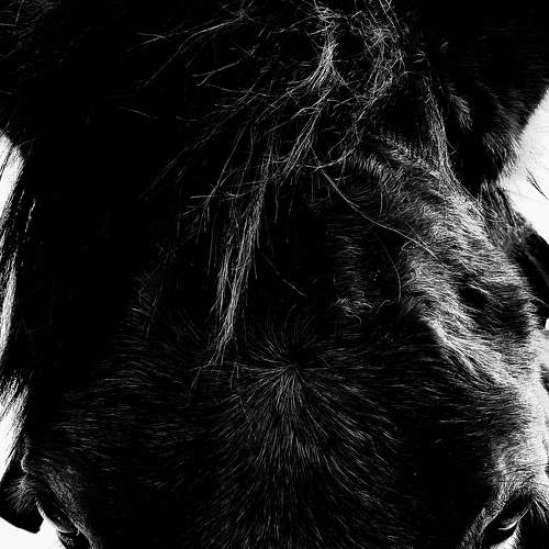 Fitoor my dear horse