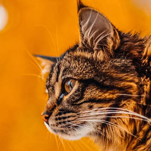 Photo #8954730