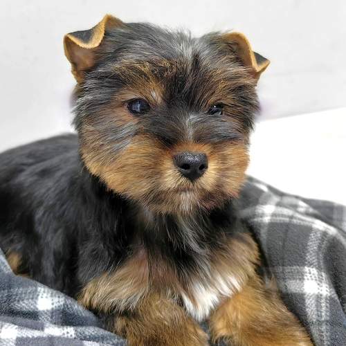Photo #8955260