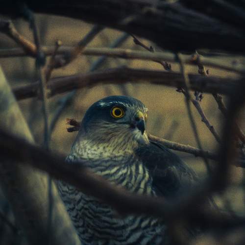 Photo #8956343