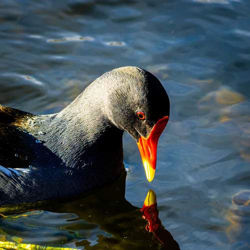 Photo #8959039