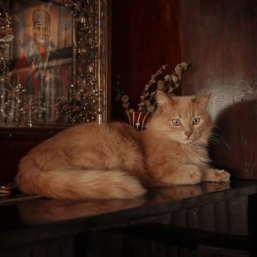 Photo #8960720