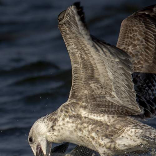 Photo #8961044